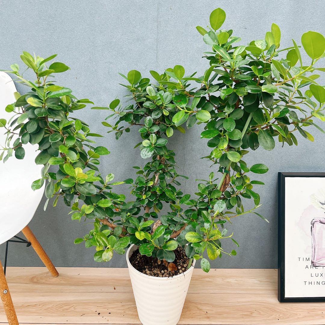 ［現品］【希少】A2 パンダガジュマル　8号　観葉植物　室内　レア　ゴムの木