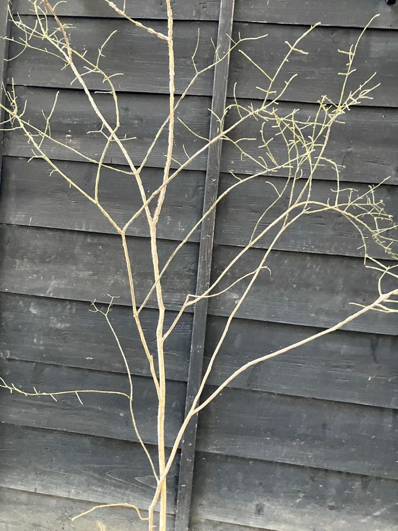 80 山採り　ニシキギ