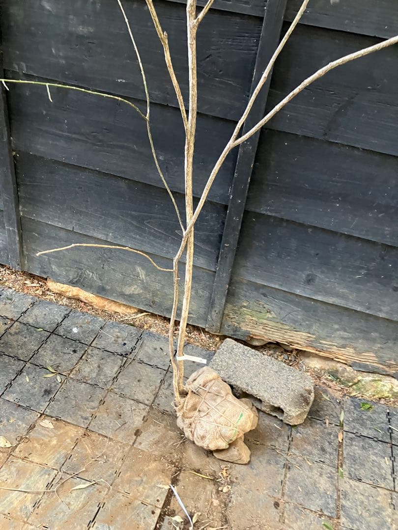 80 山採り　ニシキギ