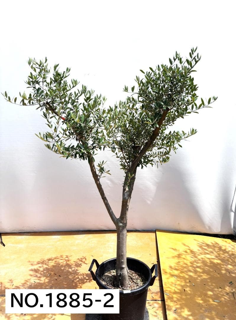 オリーブの木　ネバディロブランコ　約150cm　NO.1885　大型　現品掲載
