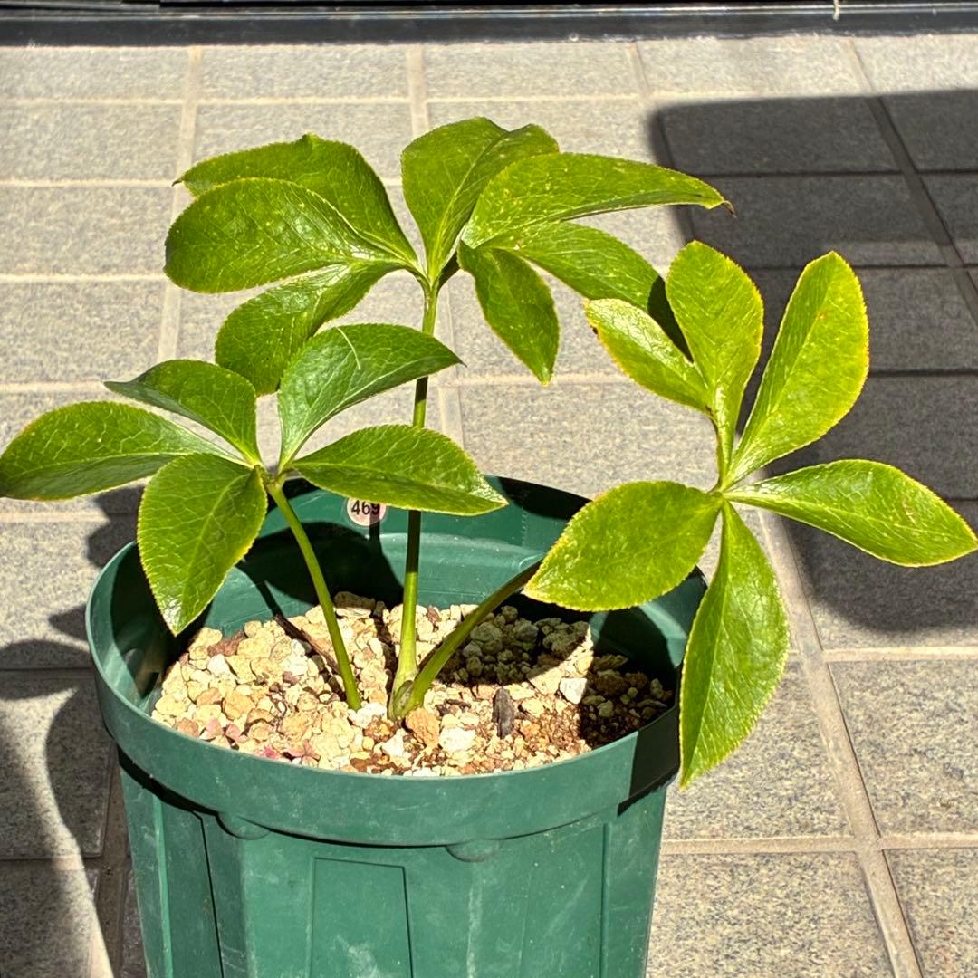 i*u様 ☘️ラスト☘️根充実❤️プックリ新芽❤️469⭐️極上レア⭐️パステル