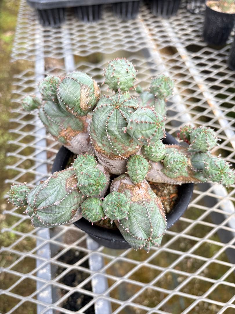 ユーフォルビア　オベサブロウ　モンスト