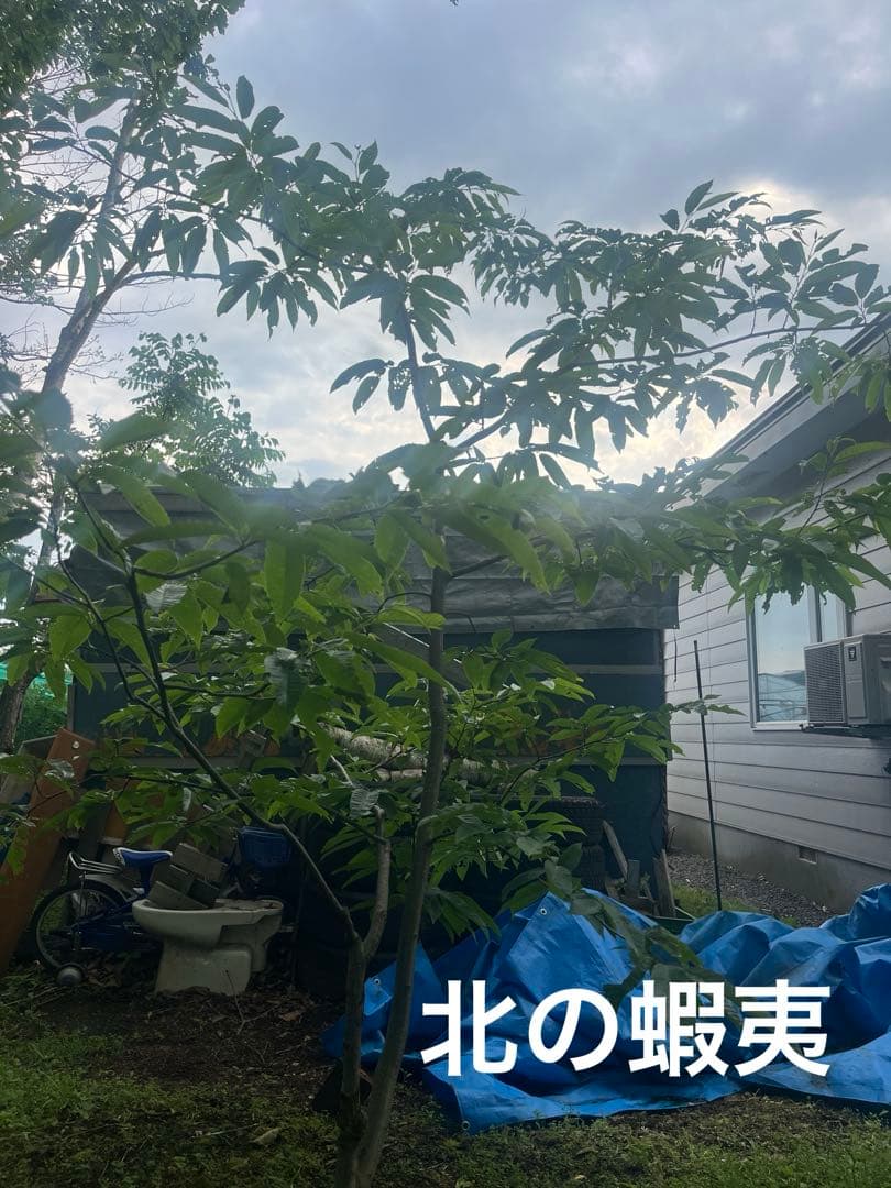 栗の木　ぽろたん　オマケ鬼子苗木1本