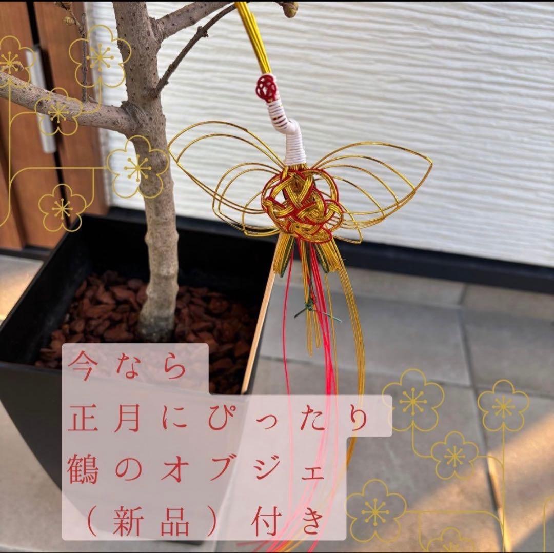 ✨満月蝋梅・接木5年生✨大苗★数量限定★超良苗！香り抜群／贈答・玄関先にも