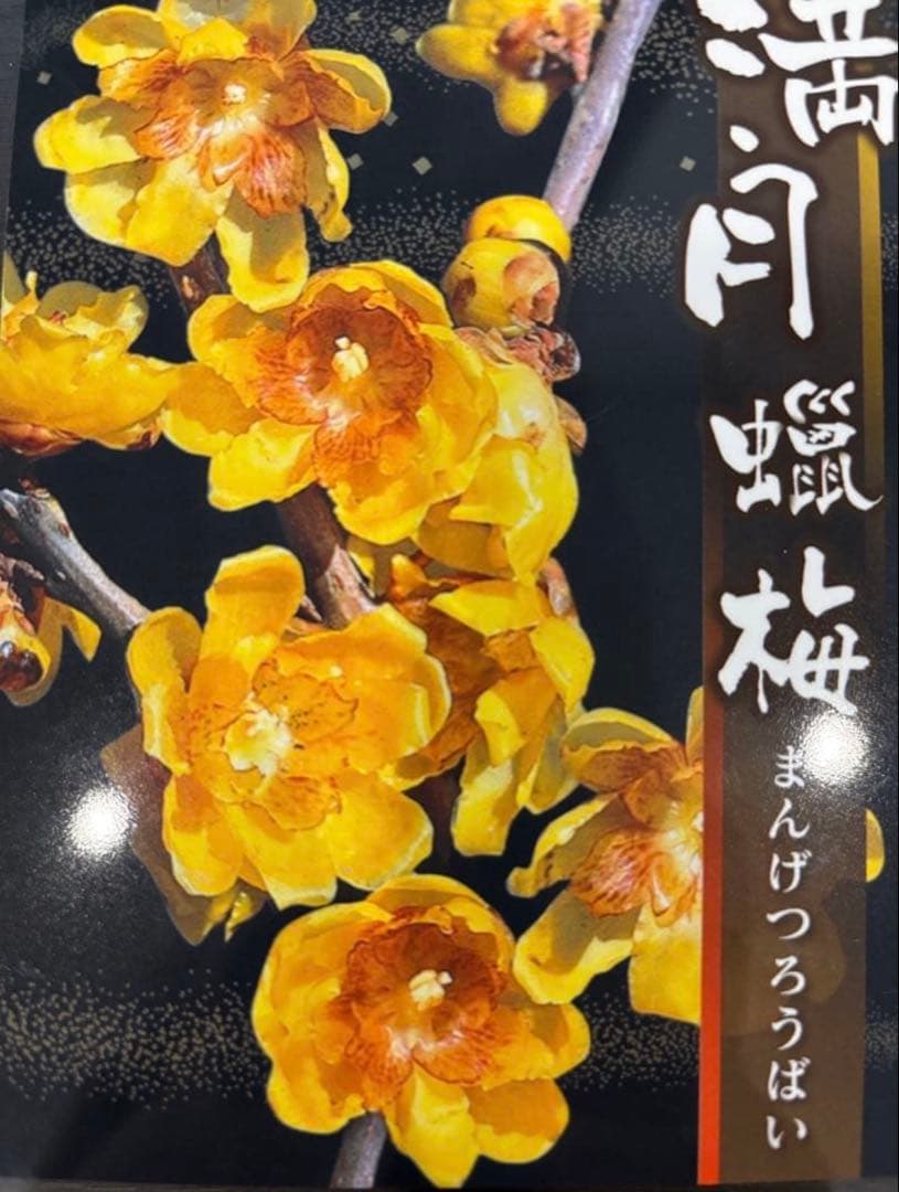 ✨満月蝋梅・接木5年生✨大苗★数量限定★超良苗！香り抜群／贈答・玄関先にも