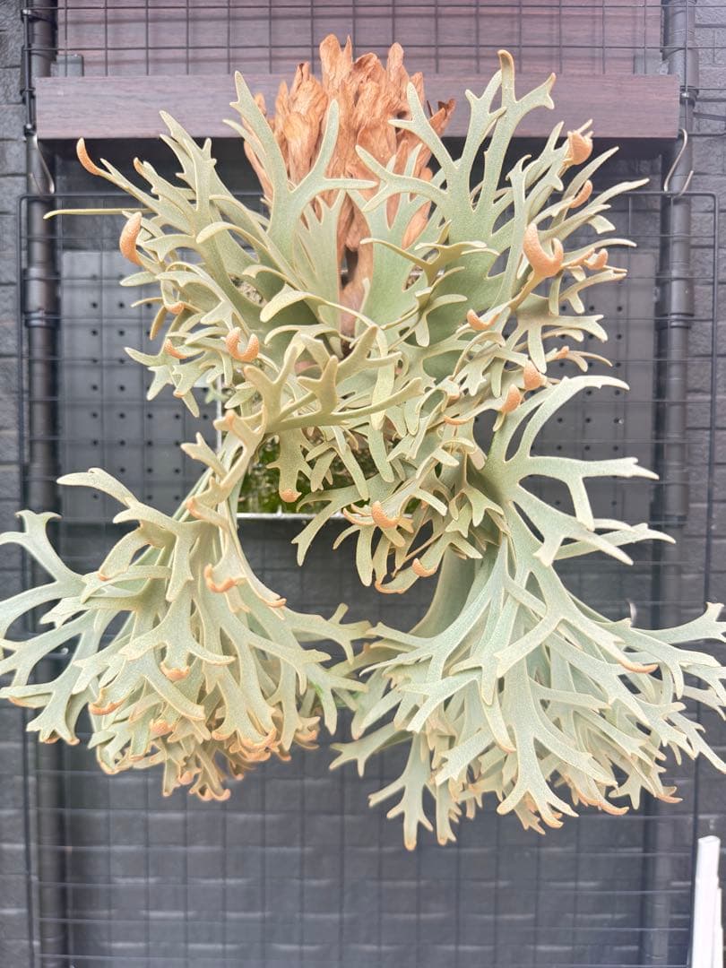 willinckii 伊右衛門　pup ビカクシダ