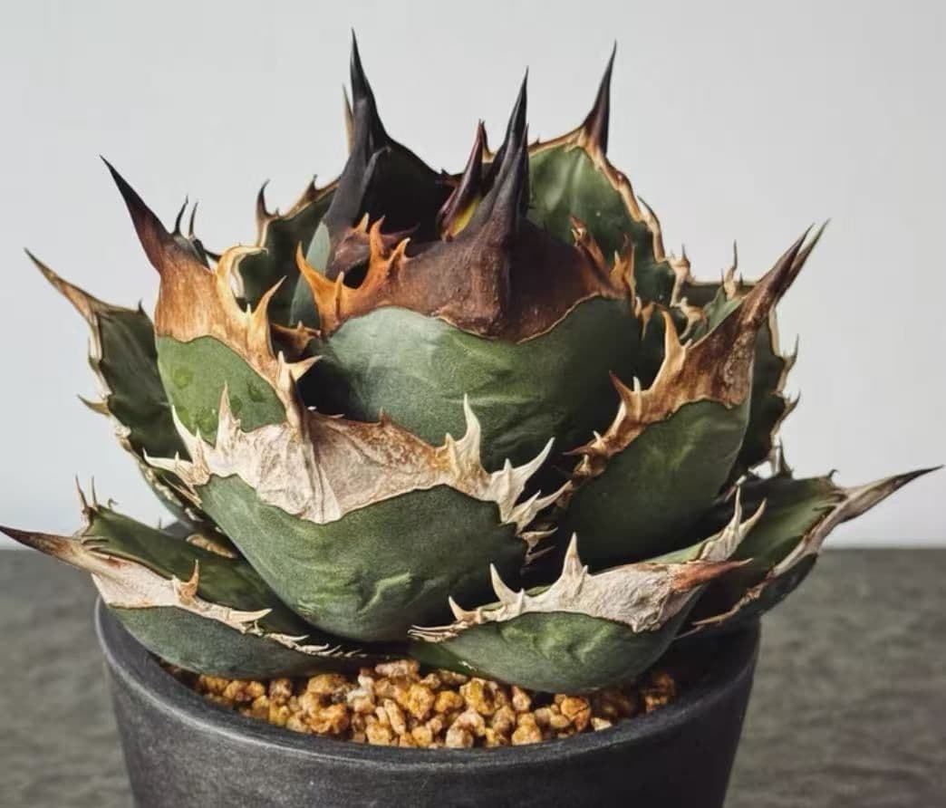 カ*パ様 2177アガベ チタノタ 緑犀牛 強棘 大甲蓋 子株