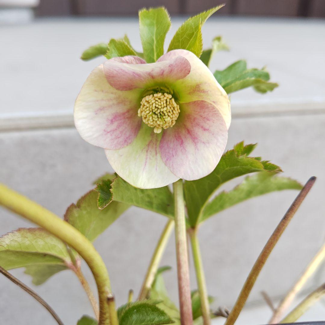 クリスマスローズ 大和園 パステリッシュストレイン 株分け