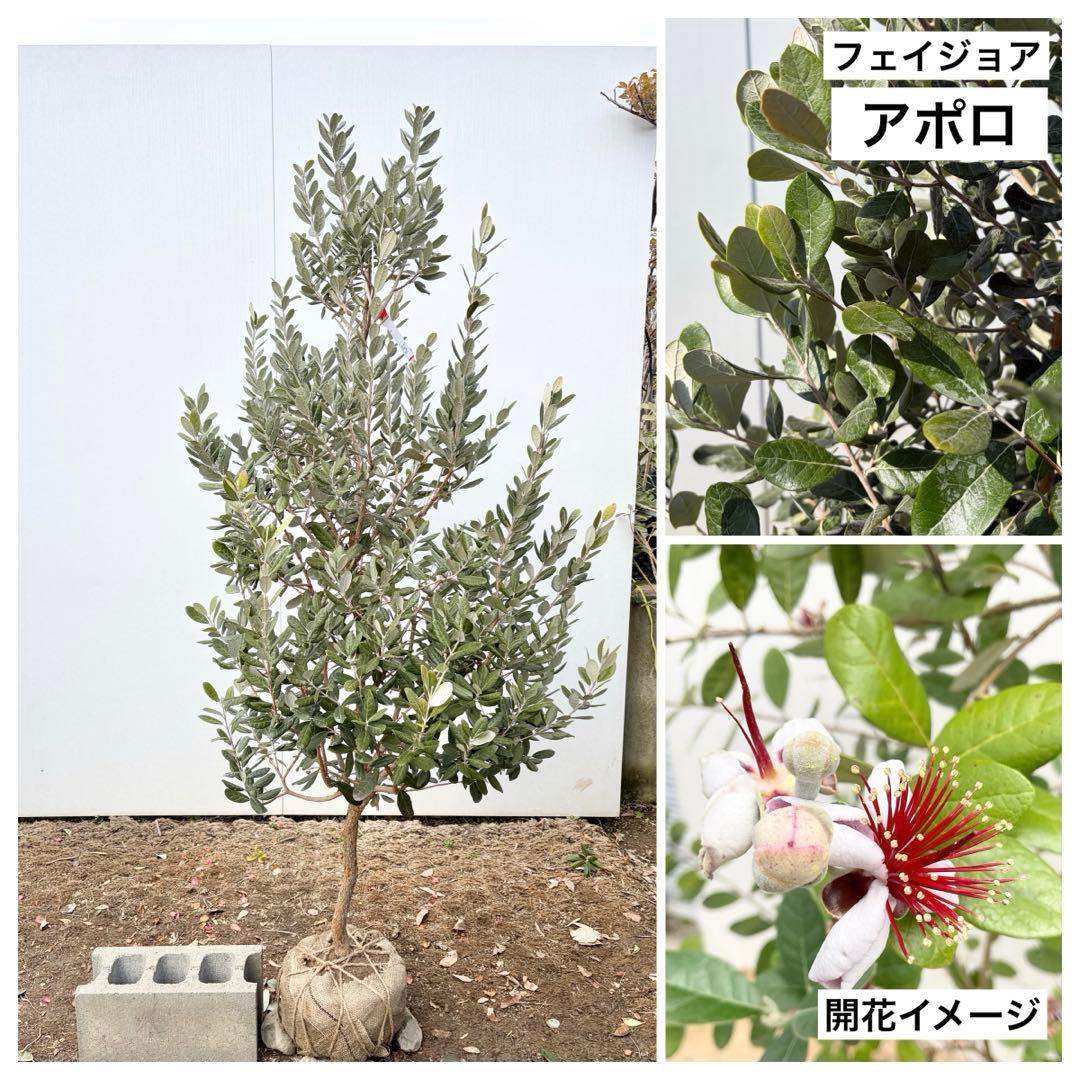 フェイジョア　アポロ/88