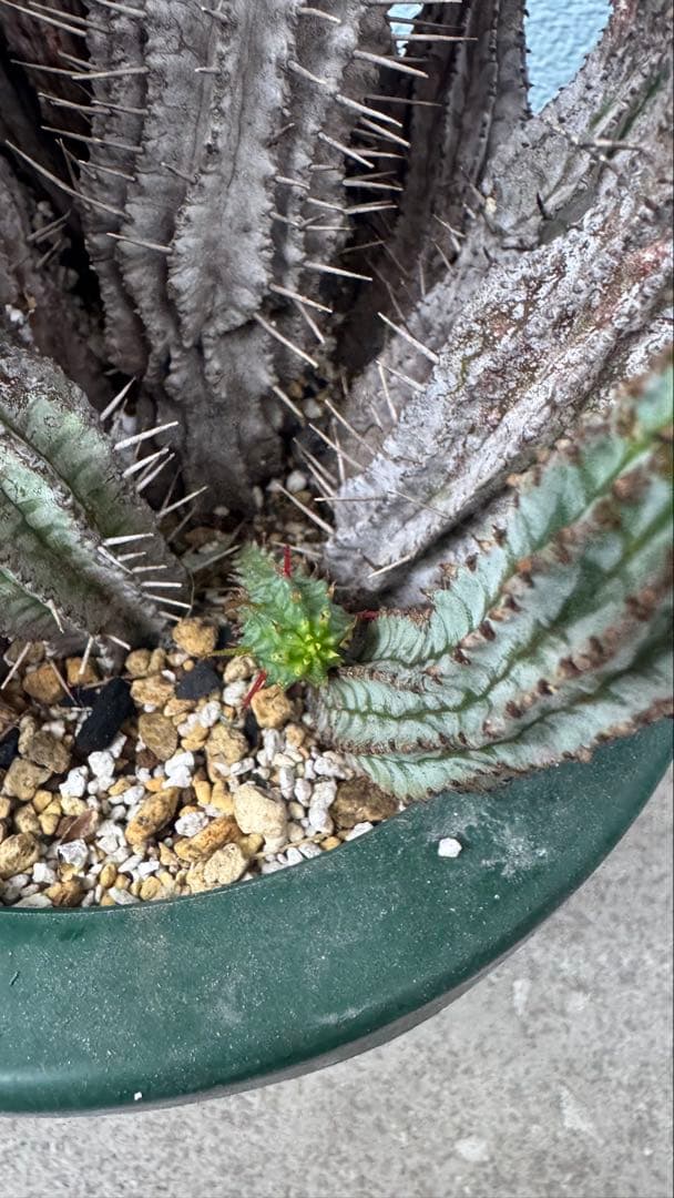 ユーフォルビア ゼブラホリダ 群生 超特大