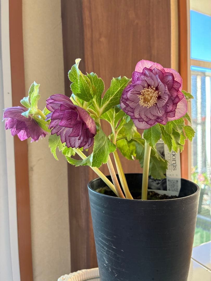 ♡広瀬園芸♡DDピンクリバーシブル　フラッシュベイン