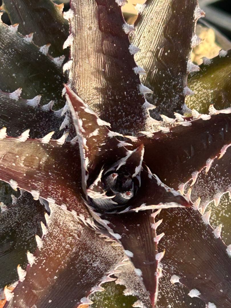 DBディッキア Arizona x BS, Paylen, Keswick ⑶