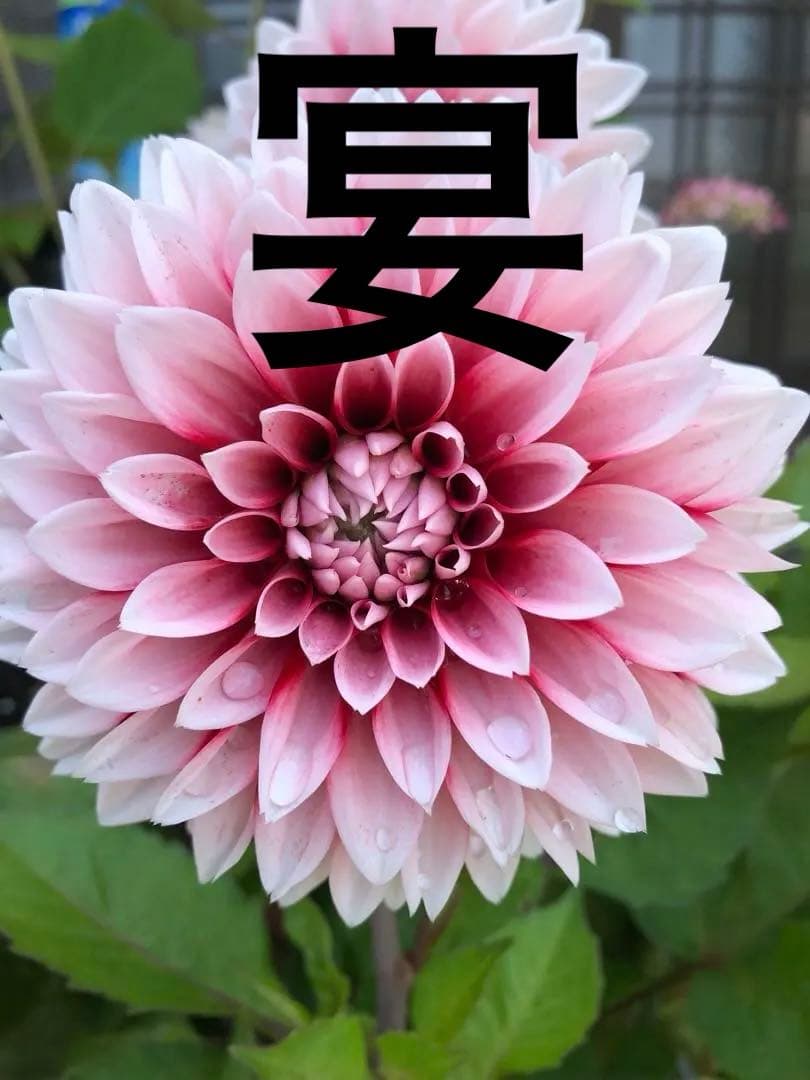 ダリア ご予約画面