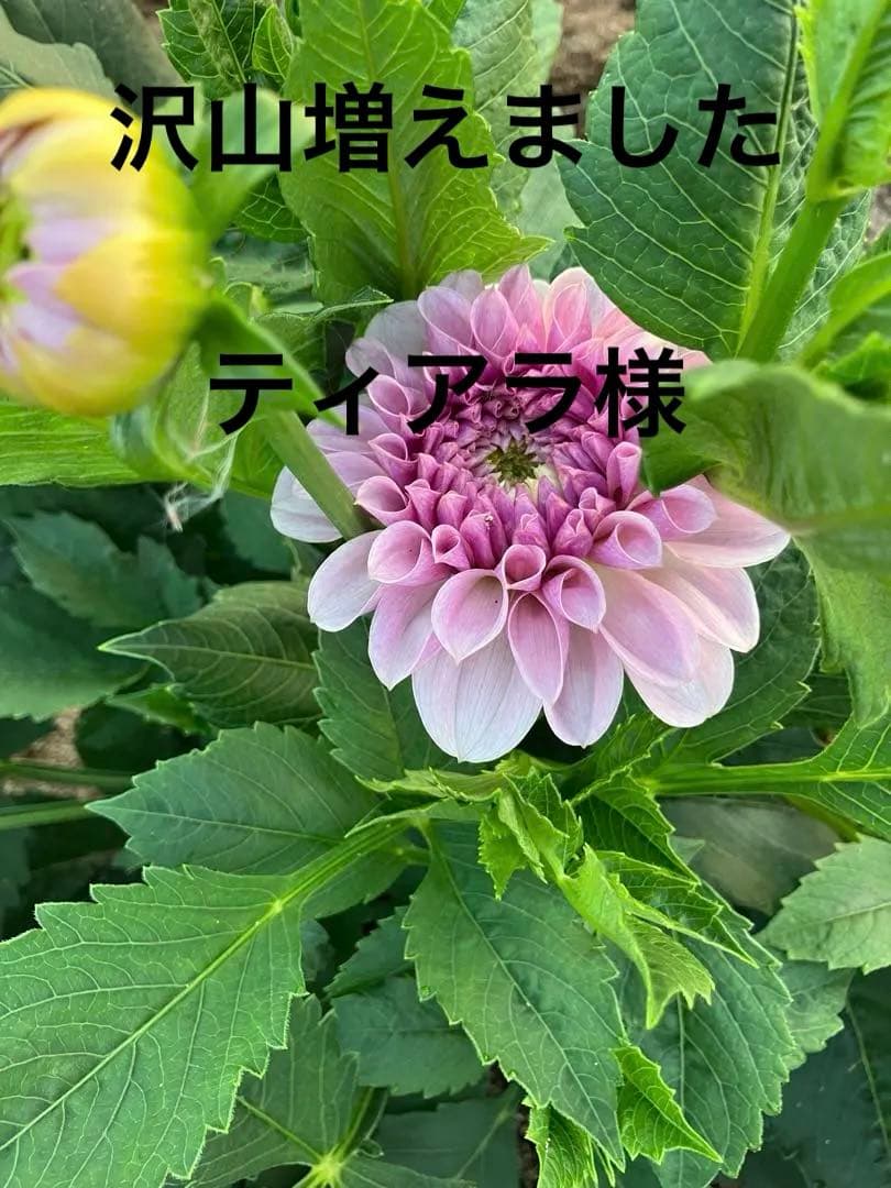 ダリア ご予約画面