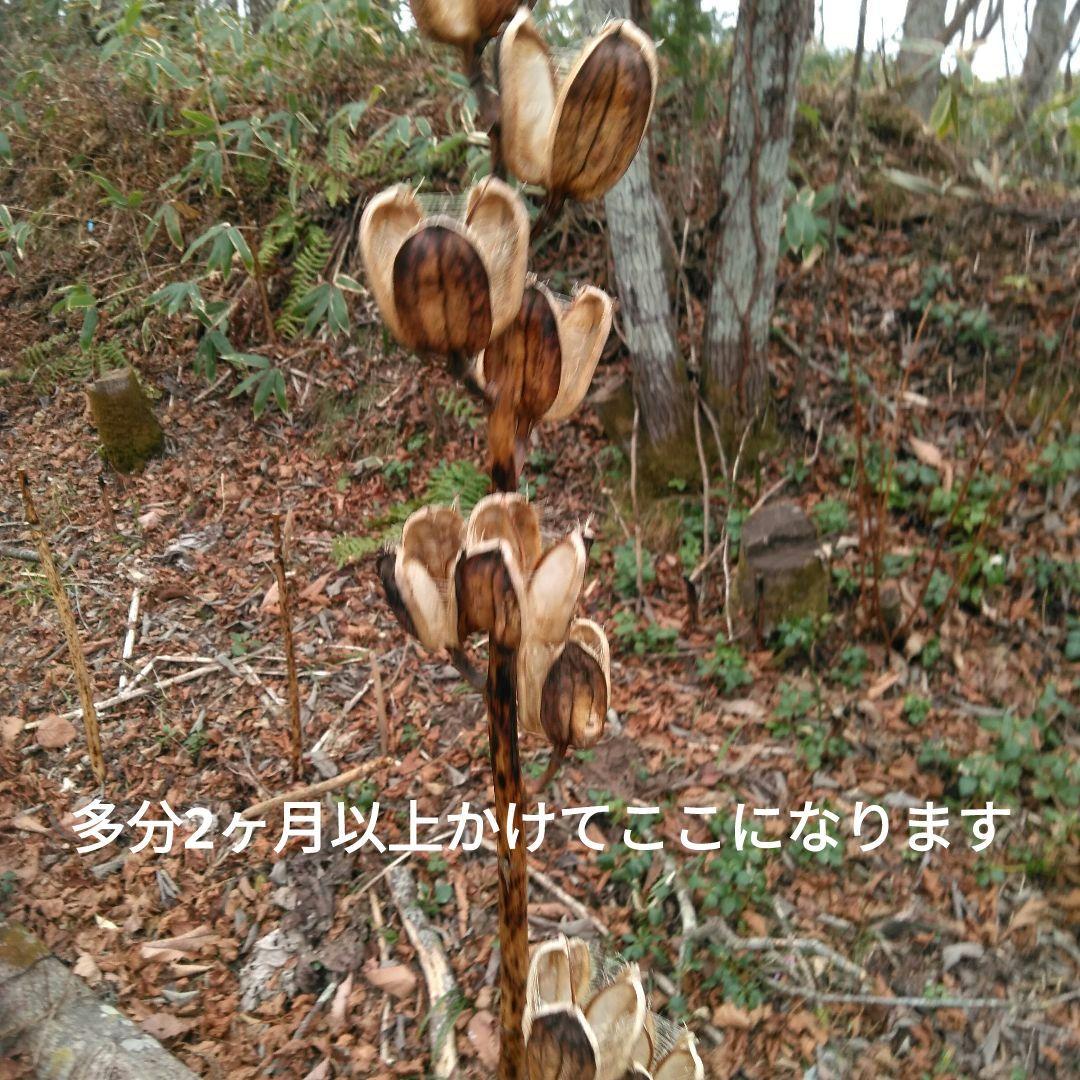 オオウバユリ　2025 収穫　茶色いプリザーブドフラワー花材