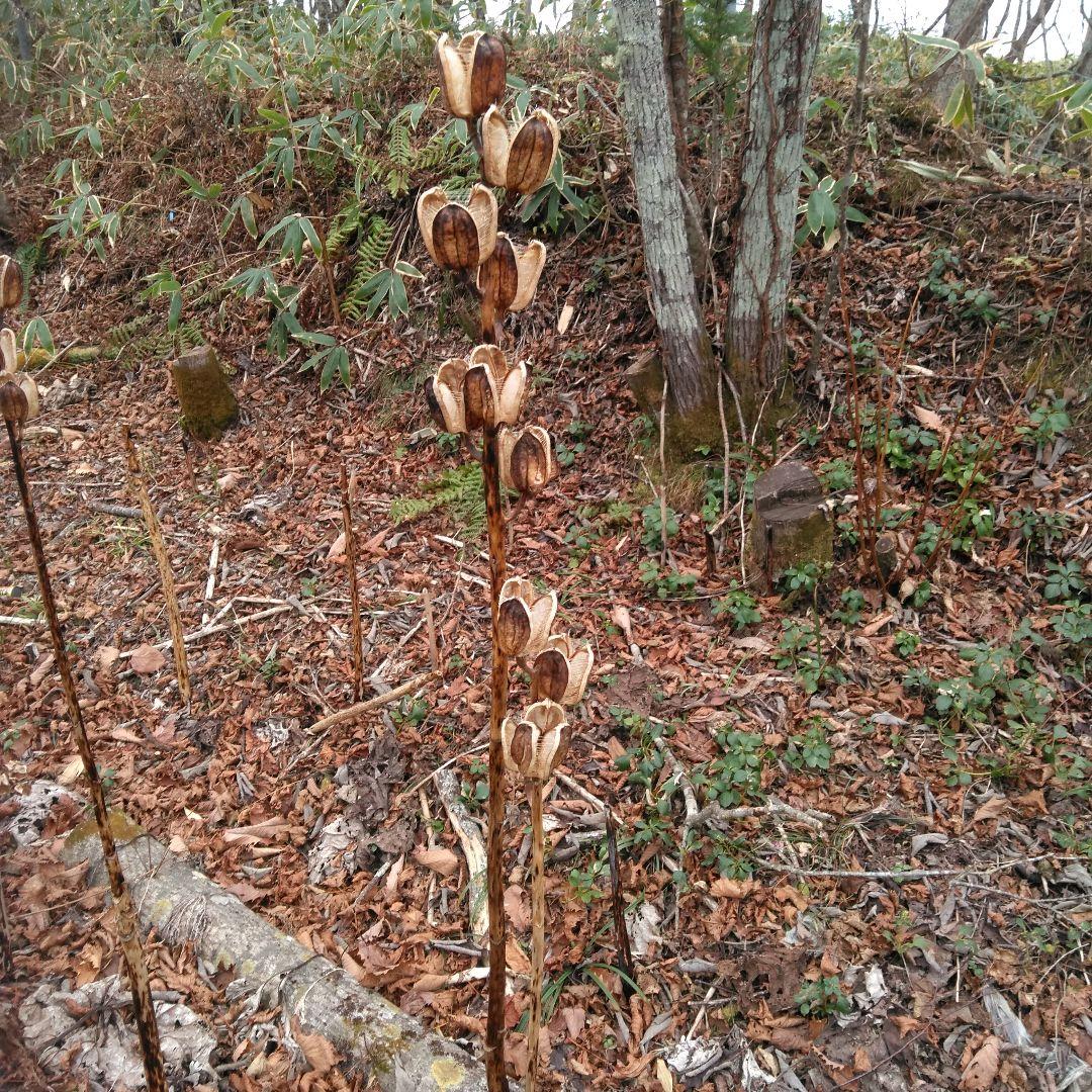 オオウバユリ　2025 収穫　茶色いプリザーブドフラワー花材