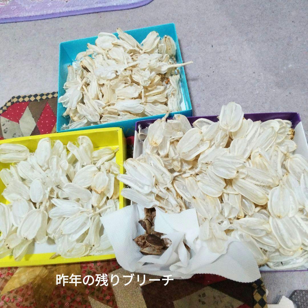 オオウバユリ　2025 収穫　茶色いプリザーブドフラワー花材