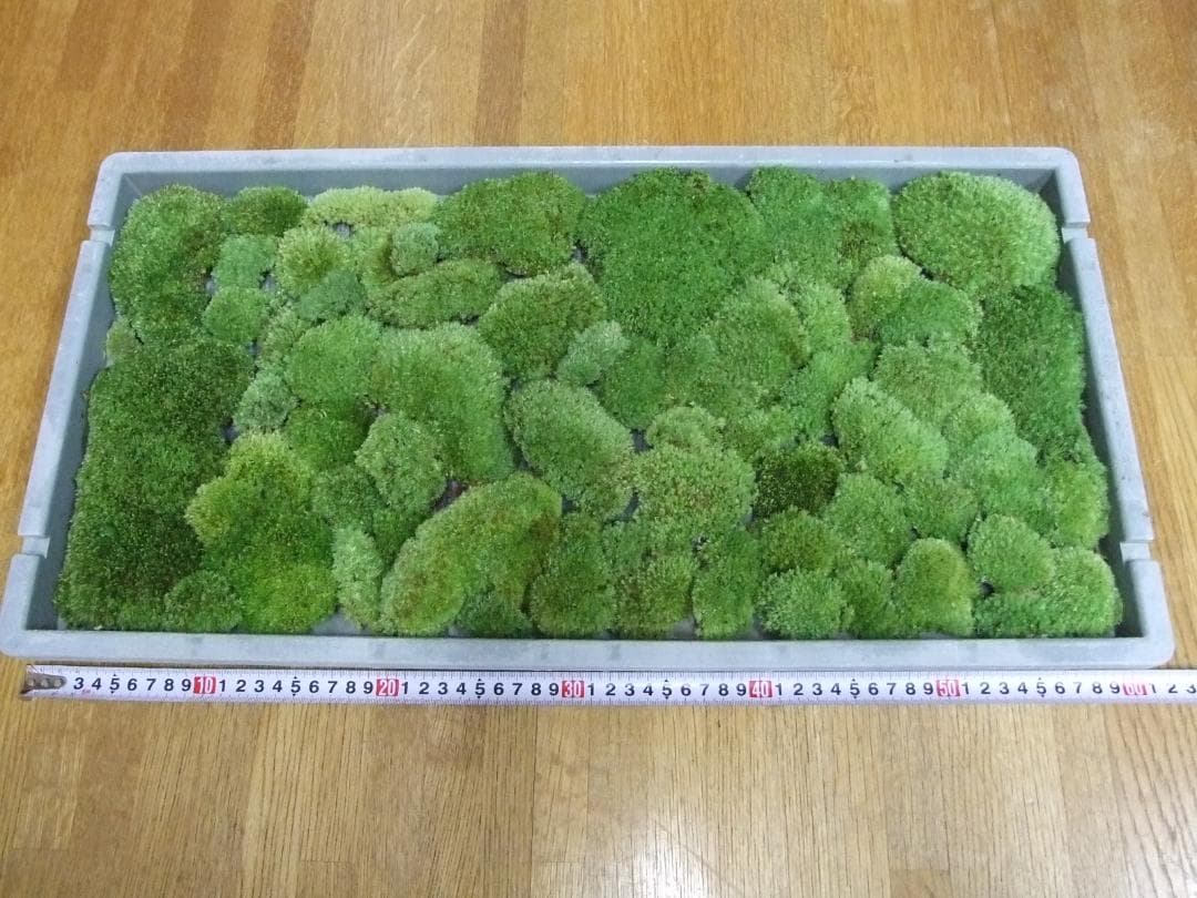 sunface master　　ホソバオキナゴケ1トレーと苔各種3パック