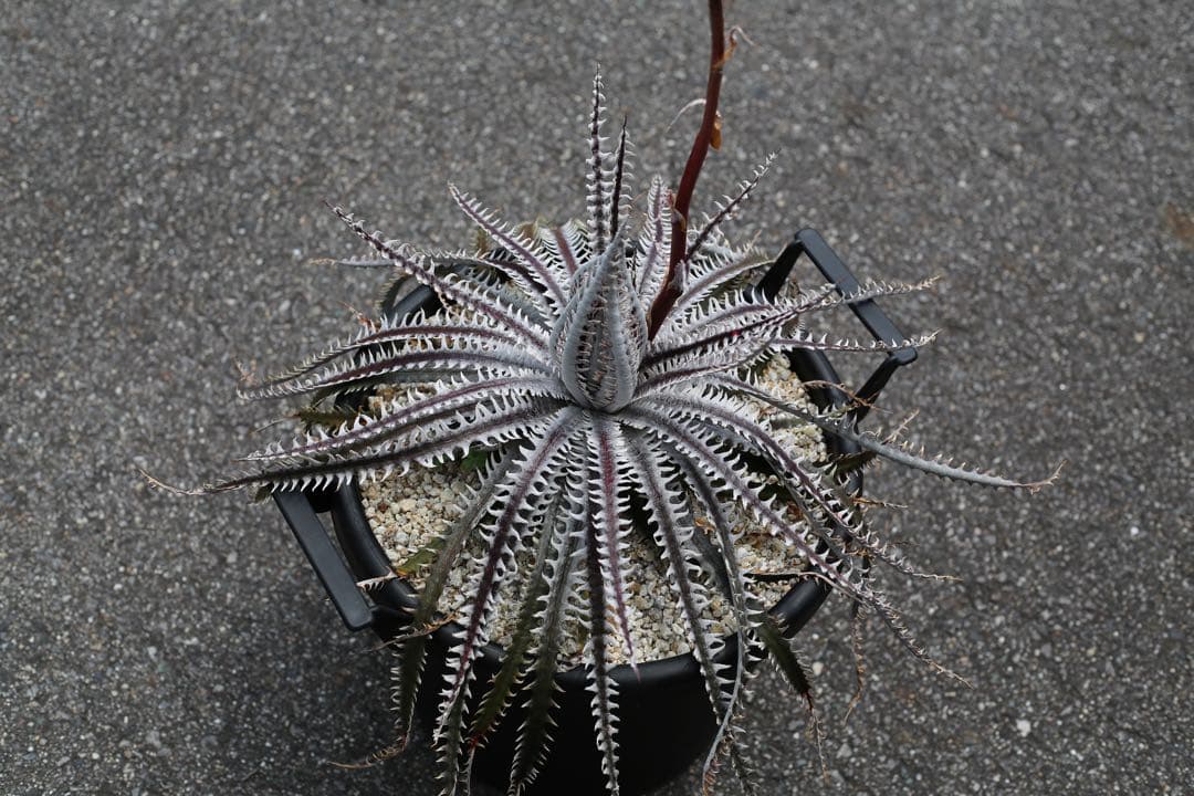 Dyckia ‘Kraken’ ディッキア　クラーケン