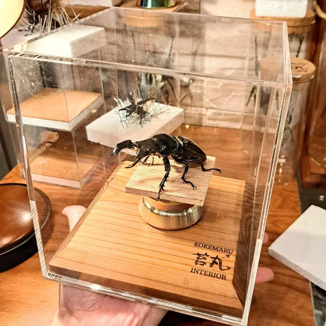 【ショーケース】150×150×180 ※アクリル製ケース、無垢材土台