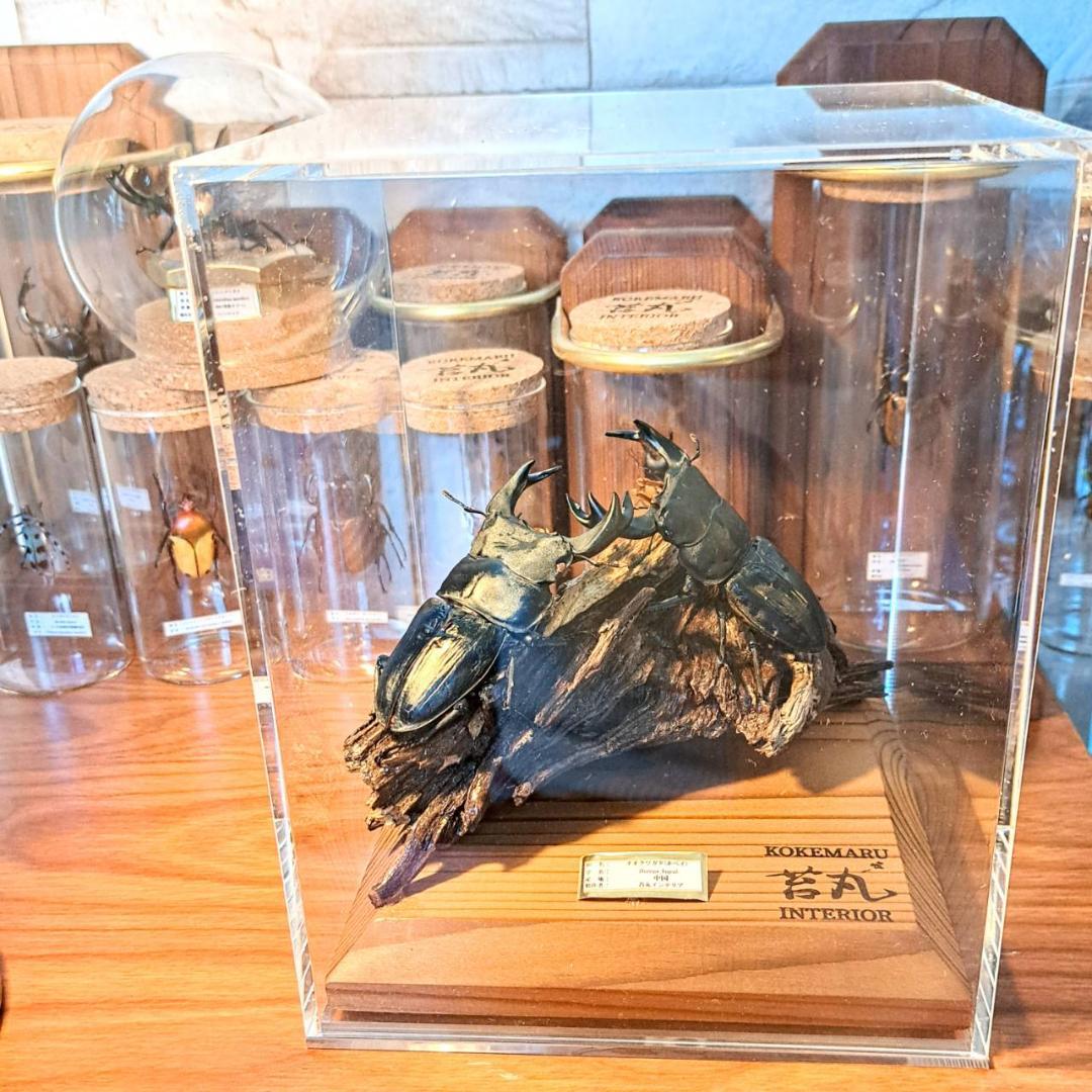 【ショーケース】150×150×180 ※アクリル製ケース、無垢材土台