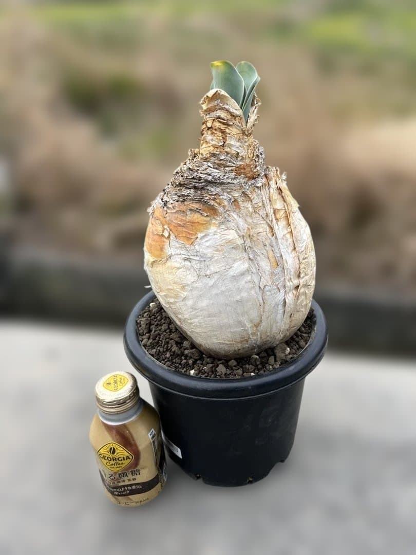 現地株　ブーファン　ハエマンソイデス　鉢ごと発送