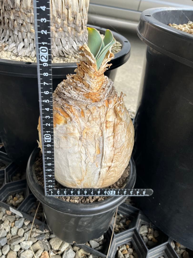 現地株　ブーファン　ハエマンソイデス　鉢ごと発送