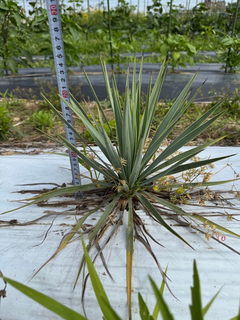 suika　ユッカ ロストラータ　実生株7株　抜き苗発送