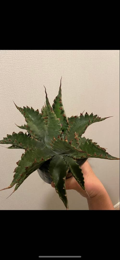 アガベ ジェントリージョーズ US輸入株 鉤爪タイプ④