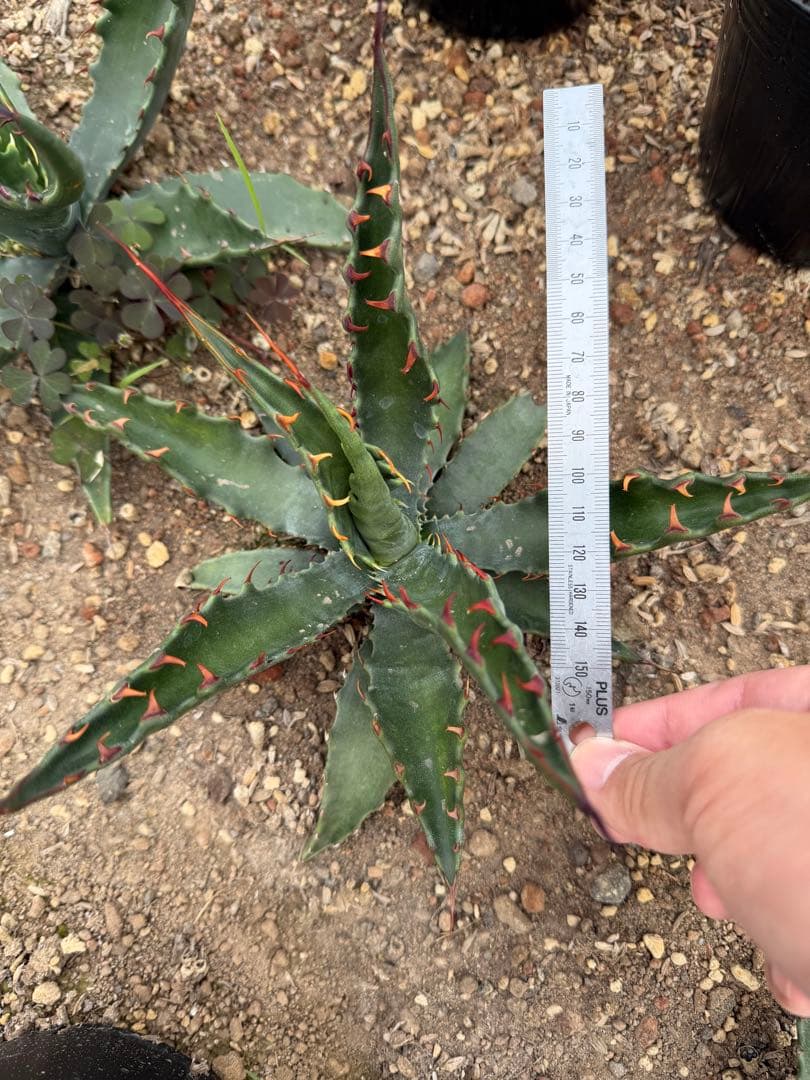 アガベ ジェントリージョーズ US輸入株 鉤爪タイプ④