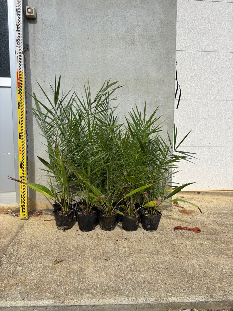 ナツメヤシ　10本セット