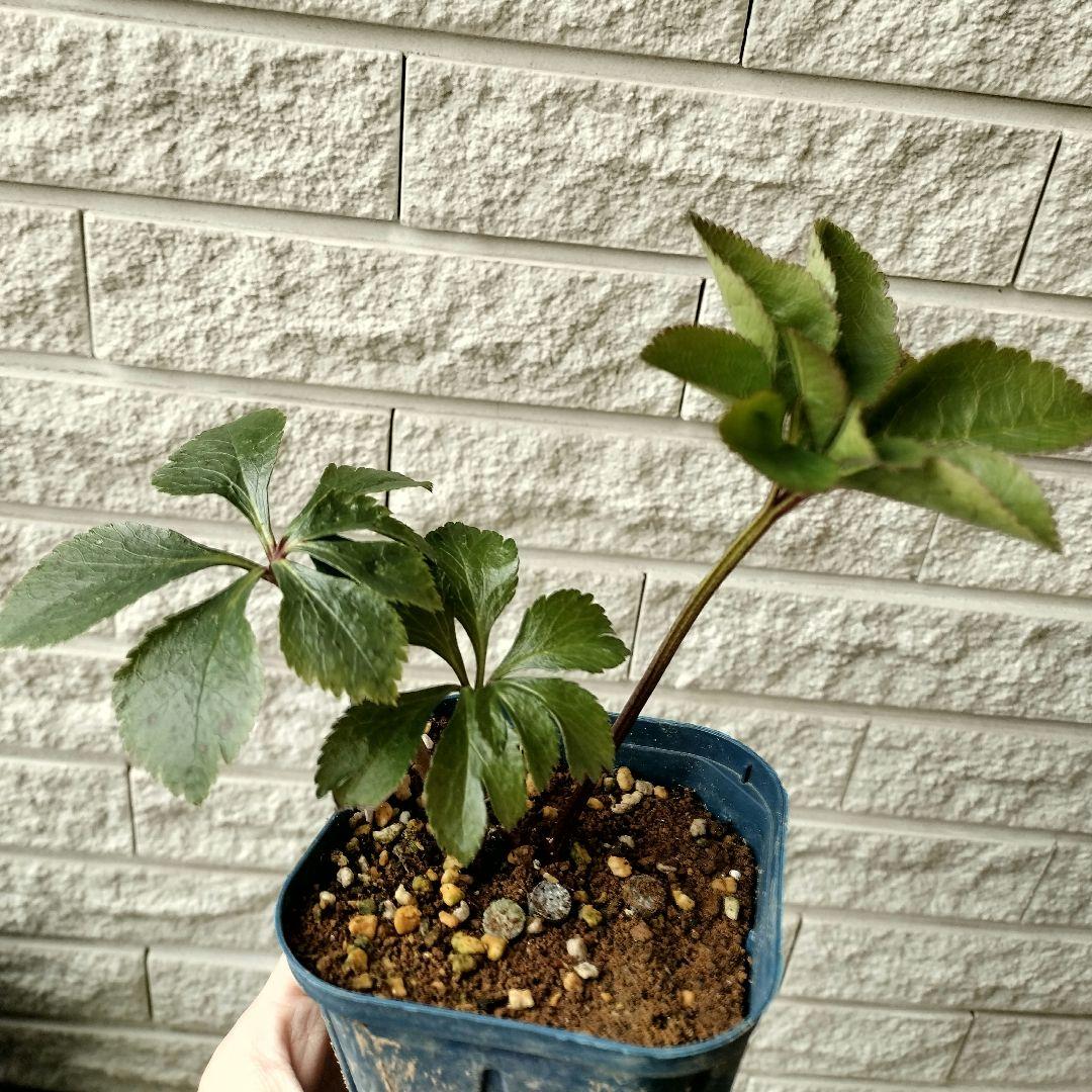 クリスマスローズ　dd〜多弁　ピエラ　3年株　1 苗　鉢　バラ