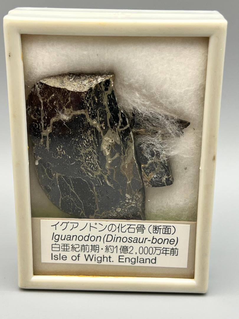 【海】石器時代 矢尻 打製石器 黒曜石 縄文時代 イグアノドン化石骨（断面）