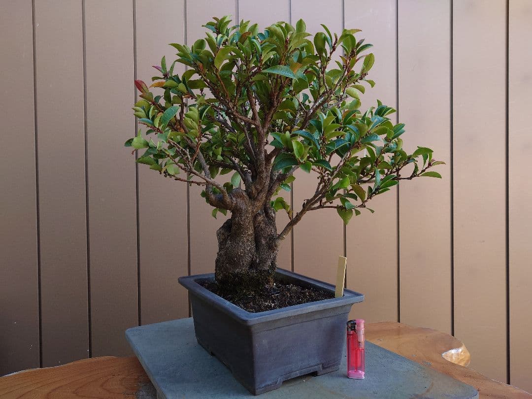 盆栽　サカキ　樹高40cm