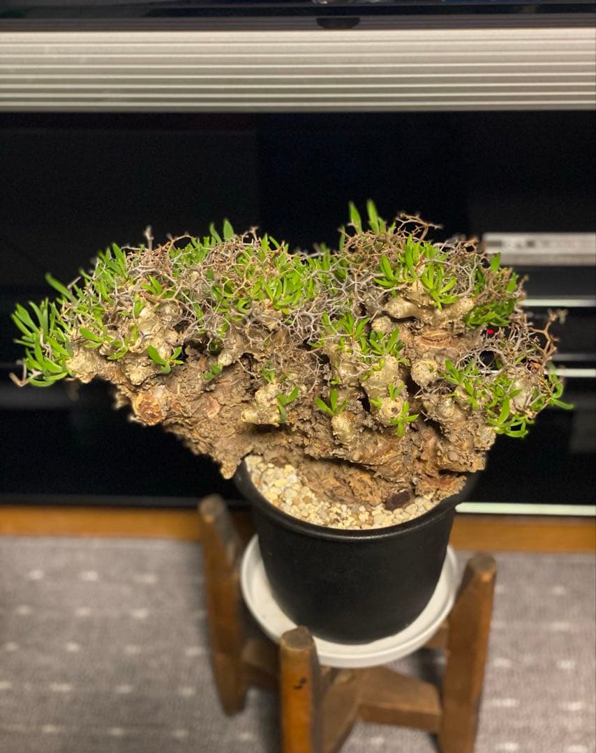 チレコドン　レティキュラーツス　万物想　　現地株・発根済　大型