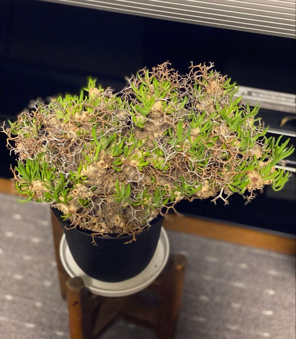 チレコドン　レティキュラーツス　万物想　　現地株・発根済　大型