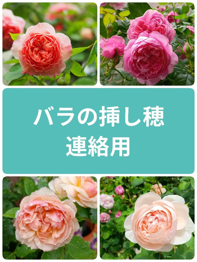 バラの挿し穂　ウィリアムモリス他　連絡用