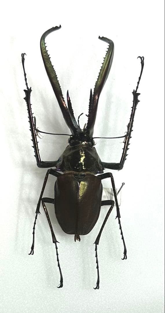 M*a様 【標本】コガシラクワガタ大型 ペア 76㎜36㎜ チリ産2001年4月