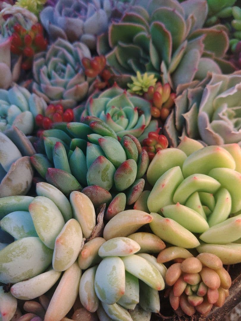 お詫び　確認用