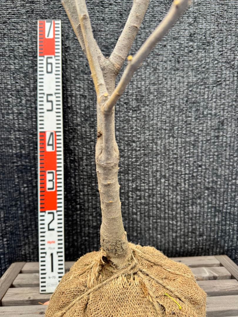 ライラック　白花　【品番3485】