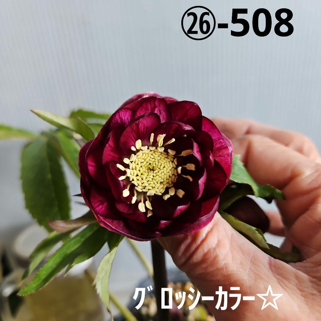 ㉖-508クリスマスローズ