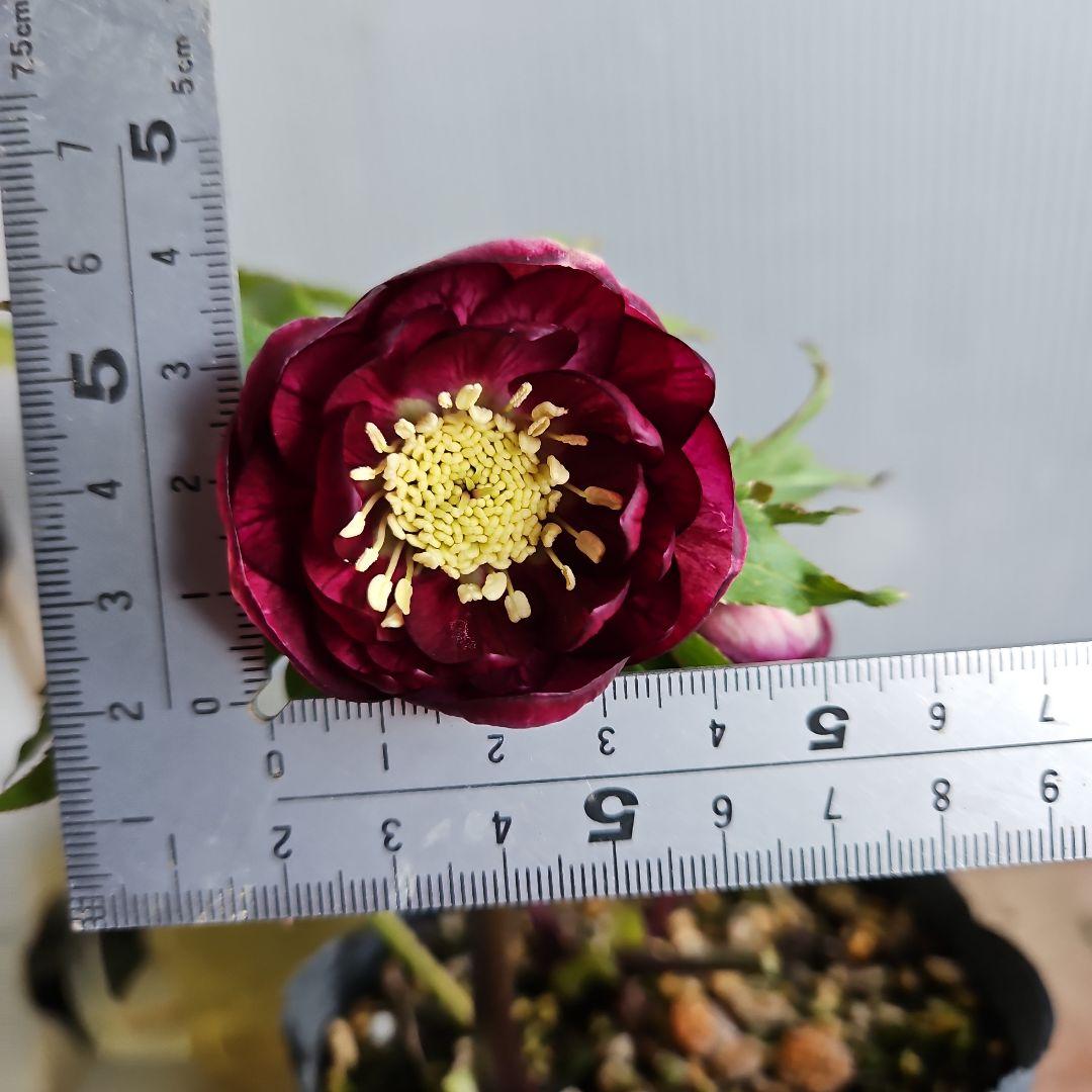 ㉖-508クリスマスローズ