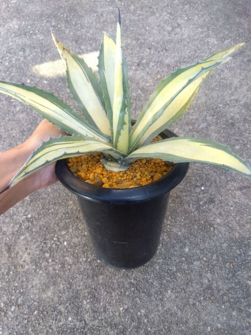 アガベ　那智の輝き　中斑　43センチ❗