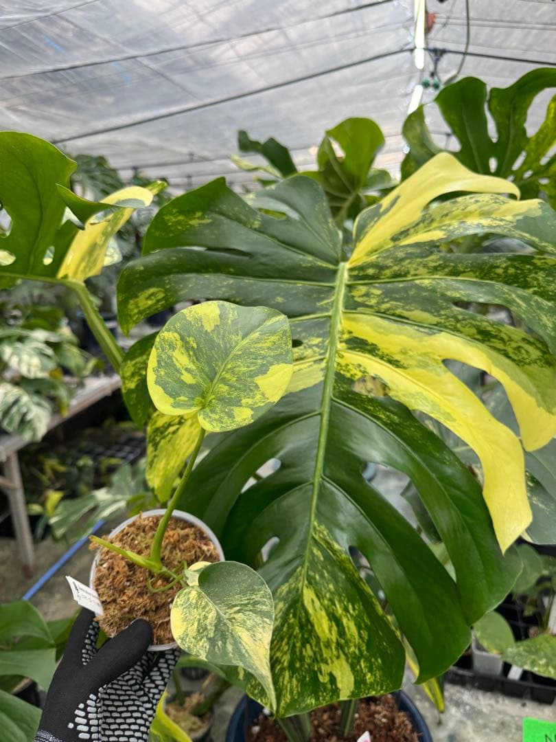 z*a様 K1 モンステラ　イエローマリリン　黄斑入り