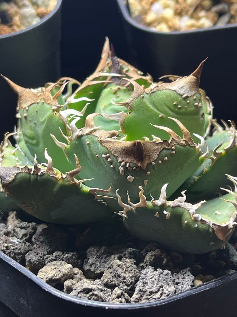 アガベ チタノタ　Dennis血統　ノーネーム（studs）ぶつぶつ