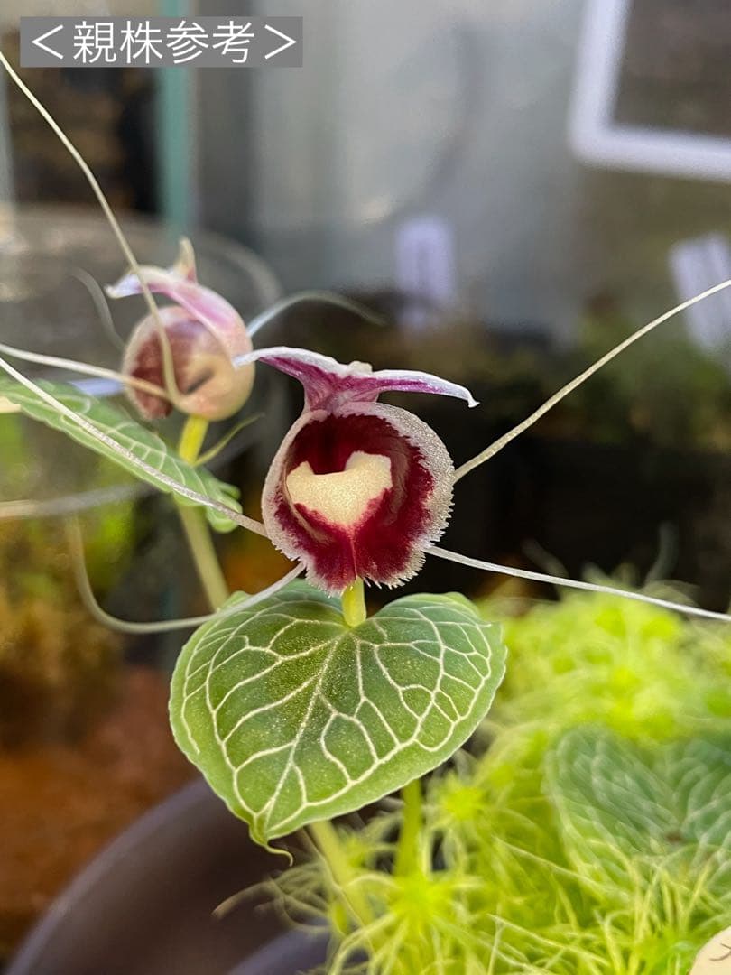 【コリバス】Corybas Sp.(2球)