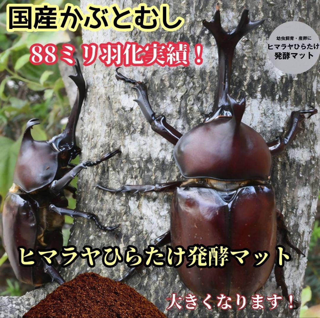 発酵マット入り！国産カブトムシ幼虫1頭飼育専用縦長クリアボト【12本セット】