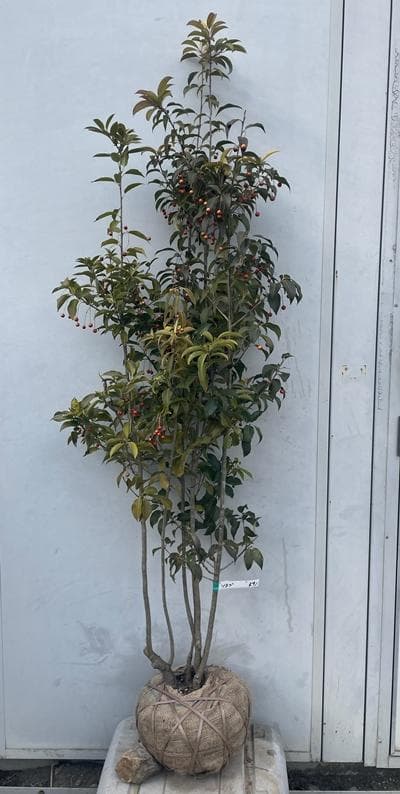 《現品》ソヨゴ　株立ち(雌株・メス株)　樹高1.5ｍ（根鉢含まず）591【苗木】