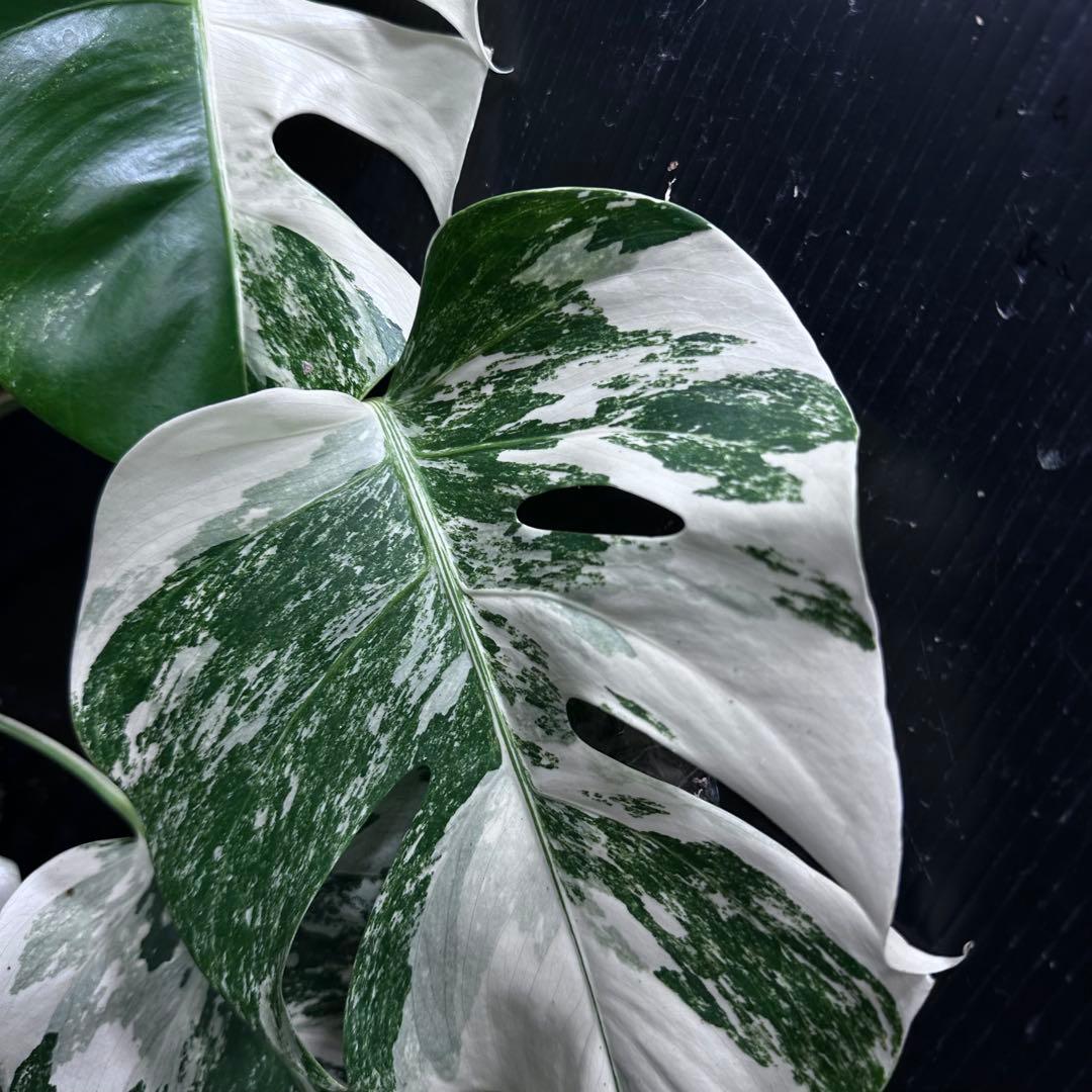 ば*ん様 斑入りモンステラ ホワイトタイガー極美大株51cm白斑多