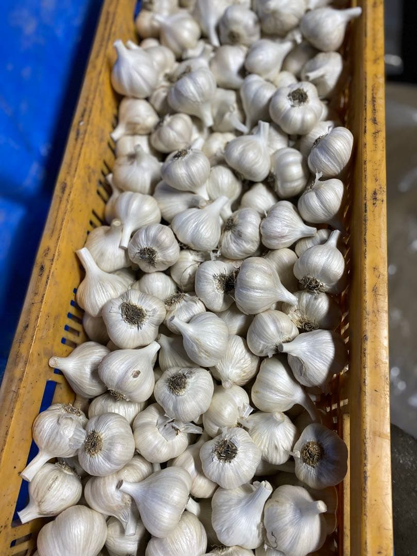 専用　出品　Mサイズ